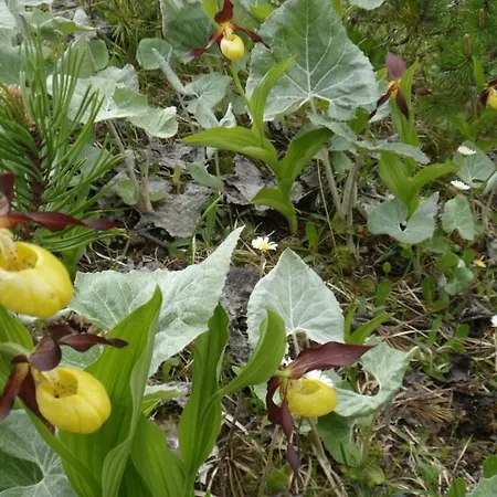 Haus Sonnenschein Appartement