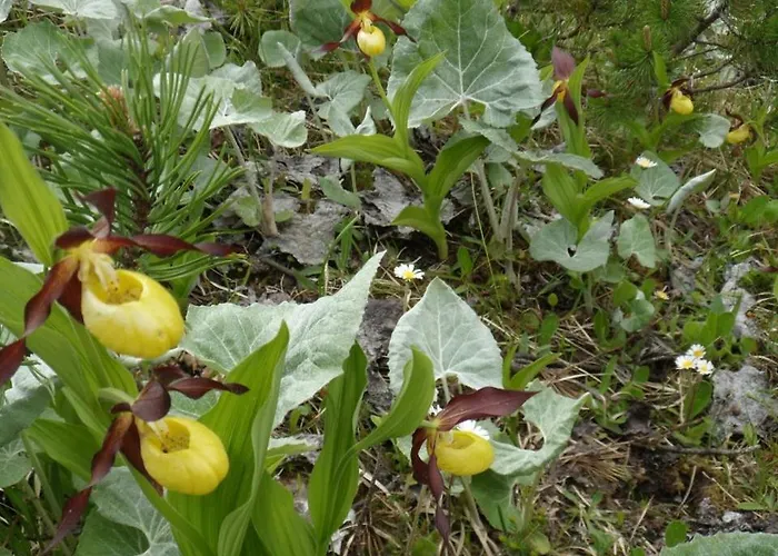 Haus Sonnenschein Διαμέρισμα